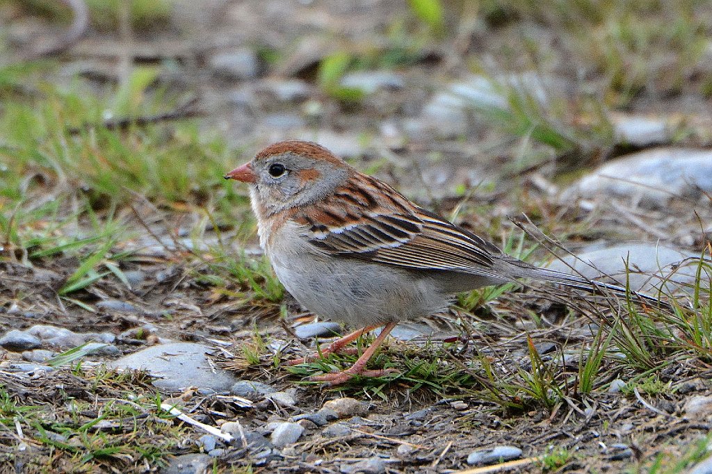 Sparrow, Field, 2016-05067315 Broad Meadow Brook, MA.JPG - Field Sparrow. Broad Meadow Brook Wildlife Sanctuary, MA, 5-6-2016